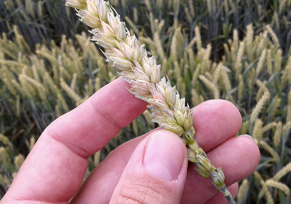 Chtěli jste předvést, jak umíte ušetřit za fungicidní ošetření do klasu? Teď už bohužel potravinářskou kvalitu bez mykotoxinů sklidit a prodat nejspíš nedokážete.