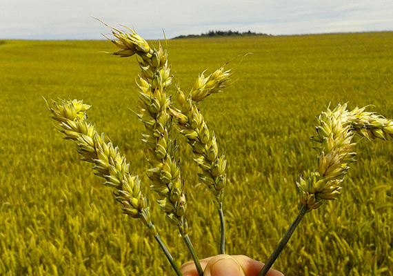 Máte část klasů pšenice v porostu pokroucených? Zapátrejte společně s domorodci v paměti, zda v místě nebyly kroupy zhruba v době počínajícího metání a představte si, jak klasy nemohly vystoupat přes zlomené pochvy svinutých praporcových listů a musely se vymanit bokem. Související zjevné napadení klasovými fuzariózami si svou daň vybere téměř jistě.