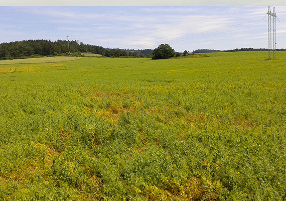 Začal vám hrách dozrávat tak nějak nerovnoměrně, dalo by se říct v ohniscích? Dívali jste se na jeho kořeny? Přímé ošetření proti kořenové spále k dispozici není, ani preventivní. Teď už stojí za zvážení asi jen snaha omezit předsklizňový a sklizňový výdrol nerovnoměrně zrajícího porostu pomocí tzv. lepení