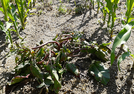Museli jste neplánovaně zasít kukuřici na pole zatížené víceletými rostlinami širokolistých šťovíků a dalších vytrvalých a odolných plevelů? Měli jste obavy, zda se vám podaří s touto zátěží vypořádat? Nezvolili jsme preemergentní ani časně postemergentní herbicidní aplikaci.
