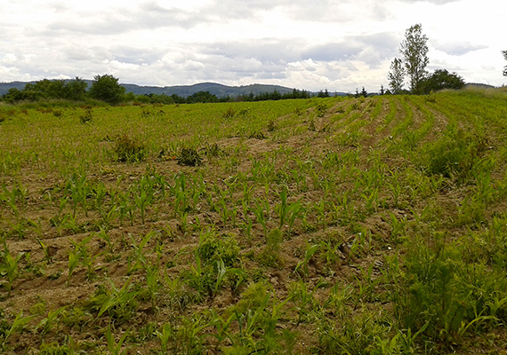 Museli jste neplánovaně zasít kukuřici na pole zatížené víceletými rostlinami širokolistých šťovíků a dalších vytrvalých a odolných plevelů? Měli jste obavy, zda se vám podaří s touto zátěží vypořádat? Nezvolili jsme preemergentní ani časně postemergentní herbicidní aplikaci.