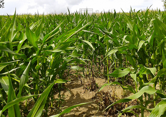 Museli jste neplánovaně zasít kukuřici na pole zatížené víceletými rostlinami širokolistých šťovíků a dalších vytrvalých a odolných plevelů? Měli jste obavy, zda se vám podaří s touto zátěží vypořádat? Nezvolili jsme preemergentní ani časně postemergentní herbicidní aplikaci.