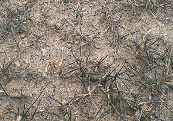 Začátkem března udeřily mrazy a chyběl sníh. Rostliny měnily habitus i barvu. Svinování listů způsobilo optické „vytrácení se“ rostlinek a porosty jakoby řídly. Antokyanové zbarvení listů do fialova také zdravému vzhledu příliš neprospívalo. Obavy sílily. Nakonec to asi skoro všude dopadlo téměř bez následků. Naštěstí nebyl mráz tak velký.