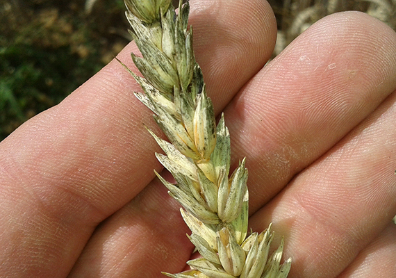 Průběh počasí o žních 2018 byl z hlediska sklizně obilnin hodně příznivý. Výjimka však potvrzuje pravidlo, říká staré rčení. Fotografie dokumentuje společný výskyt černí a fusarióz v klasu pšenice. Černě se obecně považují spíše jen za sekundární škodlivý organismus, s nepříliš velkým hospodářským významem. V daném případě šlo zřejmě o porost na stanovišti s vlhčím mikroklimatem, nejspíš fungicidně neošetřený proti klasovým chorobám. Většina pěstitelů si bohužel neuvědomuje, že houby z rodu Fusarium, jejichž narůžovělé mycelium je viditelné právě až v klasu, způsobují zároveň značnou část podílu z celkového množství rostlin, které bývají zjara napadeny tzv. chorobami pat stébel (s pozdějším možným vlivem na předsklizňové poléhání porostů). Dalším poměrně známým projevem systémové infekce fuzariózami je tzv. běloklasost. Měli bychom si uvědomit, že obilniny v současnosti tvoří převažující složku osevních postupů. Z hlediska šíření fusarióz by přitom měly mít odstup nejméně tři roky. Nemůžeme se proto divit, že leckdy už dochází i k projevům odumírání klíčních rostlin, případně kořenů a bází rostlin, nebo i odnoží. Obrana? Uznané a kvalitně mořené osivo, orba, rozumné hnojení dusíkem, opakované a správně zacílené fungicidní ošetření.