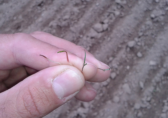 Děkujme šlechtitelům nových odrůd řepky za to, nakolik jsou mrazuvzdorné. Zatímco noční mráz na začátku třetí dubnové dekády leckde spálil tzv. na tabák i staré duby, tak většina řepkových porostů, a to i v poměrně vysoké fenologické fázi, se mrazu jen na chvilku „poklonila“ a po odeznění obvykle pokračovala ve vývoji bez významnějšího poškození.