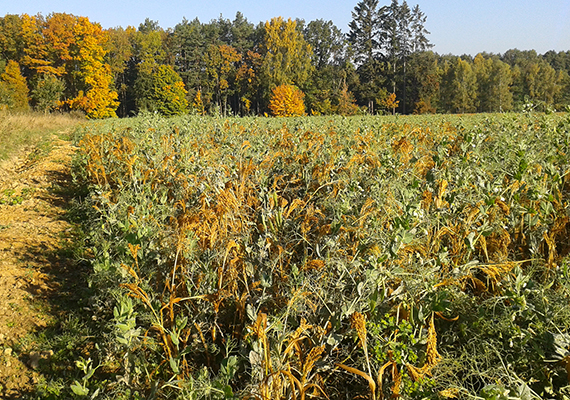 Níže jsme zmiňovali informace k Landsberské směsce (foto z 28.5.2018), včetně toho, že její uplatnění umožňuje za jistých podmínek získat z jednoho pozemku dvě sklizně kvalitního objemného krmiva v jednom roce. Víckrát už jsme také uvedli konstatování, že se vláhová situace v posledních letech významně zhoršila. Ostatně aktuální stav českých lesů je toho více než zjevným důkazem. Složení letní krmné směsky bylo zvažováno z více hledisek. Pro krmnou hodnotu tak, aby byly přítomny jak cukry, tak bílkoviny. Aby směska byla odolná letním přísuškům. Aby měla krátkou vegetační dobu. Volba padla na proso, které nejenom pochází z aridních oblastí a je tedy poměrně odolné suchu, ale navíc má velmi krátkou vegetační dobu (od zasetí do sklizně na zrno mnohdy jen tři měsíce). Jako bílkovinná složka byl zvolen zelenosemenný hrách s vysokou stravitelností, jehož osivo bylo před setím inokulováno preparátem s hlízkovými bakteriemi, a to jak s cílem poutání vzdušného dusíku , tak také s cílem zvýšení suchovzdornosti rostlin hrachu. Nepříznivým faktorem bylo to, že se z provozních důvodů (zejména závady na strojích) v podstatě o měsíc zpozdila sklizeň Landsberské směsky a tím se zpozdilo i setí následné směsky prosa s hrachem. Navíc po zasetí víc jak měsíc a půl vůbec nepršelo. Přesto směska na většině polí pomalu ale jistě vzcházela, a to výlučně díky zbytkové půdní vlhkosti vzlínající z hloubky. Na lepších částech pozemků se porost (stále ještě bez deště) začal postupně zapojovat a zvedat do výšky. Pár menších podletních a podzimních dešťů posléze přispělo k pěknému nárůstu hmoty a k nástupu generativní fáze prosa i hrachu. První mráz přišel nečekaně brzo, už na konci září. Proso sice mráz sežehl (což bylo v reálu hodnoceno pozitivně ve smyslu snížení vlhkosti porostu plánovaného na přímé senážování v zafoliovaných balících), ale hrách nadále přirůstal a nasazoval lusky. Sklizeň byla oddalována opět z technických důvodů (nedostupnost strojního vybavení) a ve finále bohužel dle vyjádření pěstitele přišla poměrně neobvyklá podzimní bouřka, která do té doby stojící porost položila a sklizňovou technikou se následně podařilo sklidit jen zlomek pícní hmoty. Je nepochybné, že potenciál v daném ohledu existuje, snad se jej za příznivějších okolností v budoucnosti podaří využít.