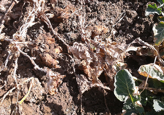 Fotografie není příliš povedená. Při pozorném pohledu najdete uprostřed snímku nejen uschlé listy, ale i několik útvarů, jejichž barva směřuje od hnědé k oranžovohnědé. Jsou to rozpadající se kořenové nádory. K datu focení již byly tyto rostliny řepky mrtvé. Pěstitel o zamoření některých svých polí ví a pěstuje proto jen odrůdy k nádorovitosti rezistentní. Sem tam se objeví rostliny řepky z výdrolu z předchozích let, kdy se zde ještě pěstovaly i odrůdy obyčejné. Pokud tento výdrol vzejde v ohniscích zamoření, dopadne tak, jak vidíte na fotografii. Na podzim ještě rostliny bez rezistence narostou do normální velikosti, stejně jako rezistentní řepka zde zasetá, nebo dokonce větší, tak jak to u výdrolu obvykle bývá. Na jaře je s nimi ale konec. Nádorovitost košťálovin je choroba zákeřná, k jejímu zatažení na pole stačí mít v okolí pár zahrádkářů, kteří občas vyvezou nějaké rostlinné zbytky ze zahrádky na sousední pole. Vždyť on to zemědělec zaorá a zahrádkář přeci pole jen přihnojil.