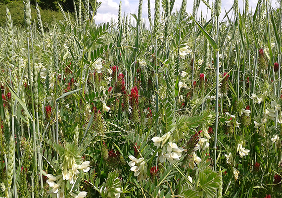 Se stále častějšími periodami sucha dochází ke zvýšení poptávky po kvalitních objemných krmivech. Už ani oblíbená kukuřice často nedokáže vyřešit zvyšující se problémy v krmivové základně zemědělských podniků s větší koncentrací skotu. Bioplynky, škody černou zvěří, erozně ohrožené pozemky, našly by se jistě ještě další důvody. V důsledku vláhově nejistých průběhů jara a léta v posledních letech stále častěji výnosově selhávají tradiční luskovinoobilné směsky seté na jaře. Zajímavým řešením může být znovuobjevená ozimá Landsberská směska. Směs jednoletého jílku, jetele inkarnátu a ozimé vikve (nejčastěji pannonské). Jílek lze nahradit pšenicí, žitem či triticale. Zaset je třeba nejpozději do 20. září, ideálně na přelomu srpna a září. Sklízí se nejlépe na počátku květu jetele inkarnátu, což bývá přelom května a června. Lze sušit na seno i senážovat do jam či vaků. Lze nechat znovu obrůst, při pozdnější první seči obvykle obroste už jen jílek, který v tomtéž roce poskytne ještě minimálně jednu velmi pěknou seč. Před pár lety Landsberskou směsku na ploše přes 100 ha vyzkoušel chovatel s velkým počtem masného skotu. Chovatel uznávaný nejen pro svoje plemenářské výsledky tehdy konstatoval, že díky této směsce nemusel snižovat stavy skotu ani v letech, kdy se objemná krmiva začala znovu stávat strategickou komoditou. Zimní vláha naštěstí zatím zůstává jistotou. Navíc časná sklizeň Landsberské směsky vybízí k progresivní snaze získat z jednoho pole dvě sklizně kvalitního objemného krmiva během jednoho roku.