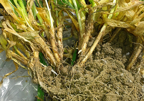 Zdokumentovaný výskyt byl hodnocen zejména jakožto velmi nepříjemný důsledek nemožnosti insekticidního moření osiva. Z komplexního pohledu šlo o souběh průběhu počasí, insekticidně nenamořeného osiva a silnější populace dospělců krytonosce kořenového. Žír brouků ve fázi vzcházení máku představoval zajímavý poměr v tom, kolik biomasy mladých klíčních rostlinek dokázali během poměrné krátké doby sežrat relativně velcí krytonosci. Vzcházející rostlinky doslova mizely před očima v průběhu pouhých několika dnů. Nebylo vůbec snadné zvládnout tyto škody v rámci dostupné insekticidní ochrany ani s pomocí opakovaných postřiků. Pro další sezónu (2019) se naštěstí vrátila možnost použití insekticidně namořeného osiva.