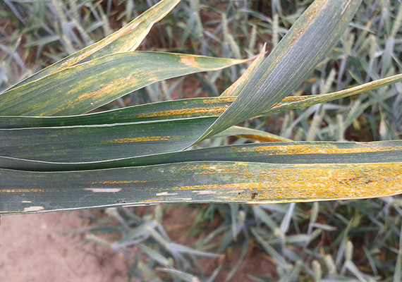 Po zkušenostech s někdy velmi silnými výskyty v předchozích letech už je rez plevová poměrně známou chorobou ozimé, ale i jarní pšenice. Úspěšná regulace spočívá jak ve výběru odrůd, tak ve správném načasování cíleně vybraných fungicidů. Silnější nezvládnuté výskyty umí poškodit výnosový potenciál významným způsobem.